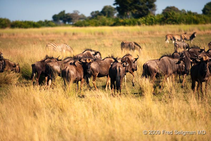 20090613_102717 D3 X1.jpg - Wildebeast in Okavanga Delta, Botswana